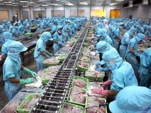 Ngày 31-8, Bianfishco bắt đầu trả nợ cho nông dân