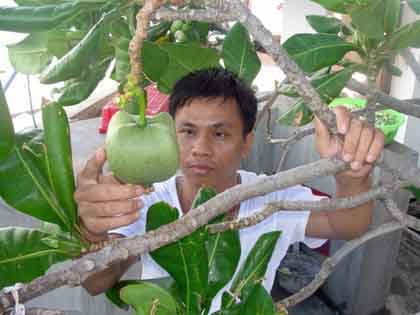 Kỳ tích trên đảo chìm Trường Sa: Cây bàng quả vuông đầu tiên đơm hoa, kết trái