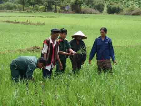 Đầu Xuân “ra quân” lên rẫy, xuống đồng