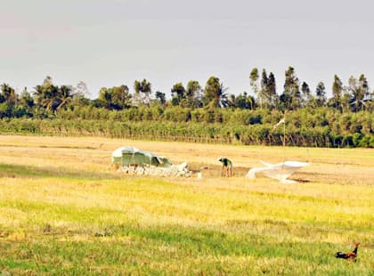Ngăn chặn vi rút cúm gia cầm lây lan