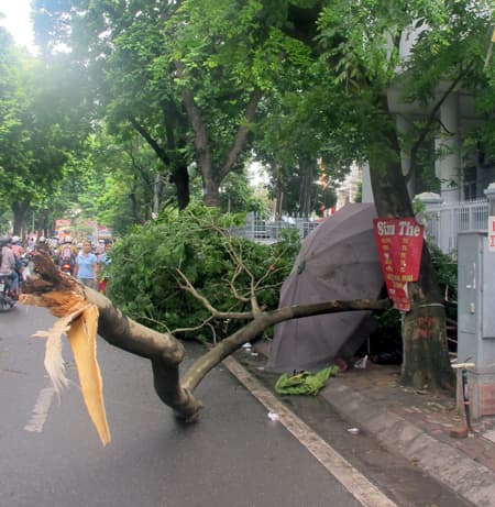 Cần kiểm tra an toàn cây xanh trong mùa mưa bão