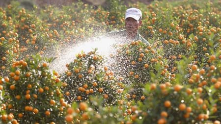 Tết Việt trên báo nước ngoài