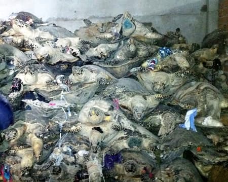 Khánh Hòa: Phát hiện cơ sở lưu trữ trái phép hàng nghìn cá thể rùa