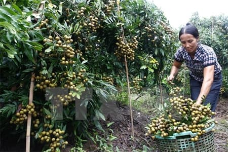 Nhãn lồng Hưng Yên sẵn sàng chờ ngày xuất ngoại