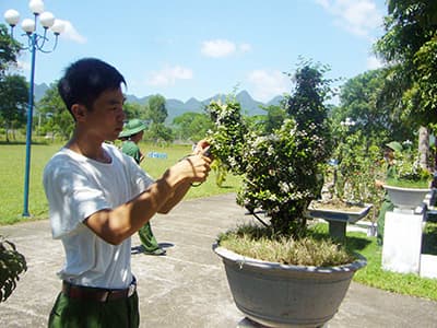 Những “nghệ nhân” cây cảnh ở Trung đoàn 299