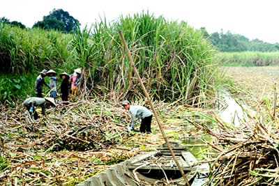 Hậu Giang đã thu hoạch hơn 90% diện tích mía tránh lũ
