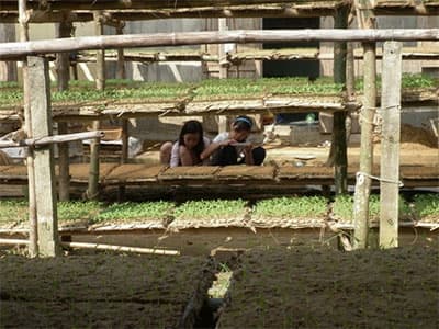 Duy Châu: Nhộn nhịp mùa ươm cây
