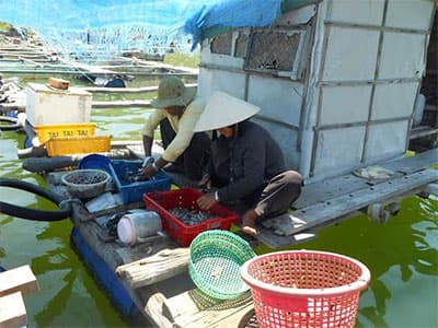 Nhọc nhằn nghề nuôi cá lồng bè ở Hải Minh Trong