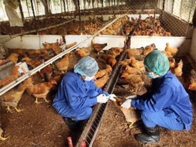 Hà Nội bổ sung 16 tỷ đồng phòng dịch bệnh gia cầm
