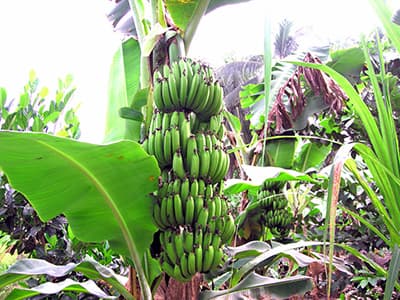 Nông dân không nên đổ xô trồng chuối già khi giá tăng cao