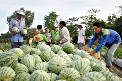 Đồng bằng sông Cửu Long: Dưa hấu trúng mùa, mất giá