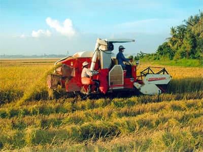 Xuất khẩu nông sản: Ấn tượng và mối lo