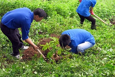 Thêm niềm vui cho người trồng rừng