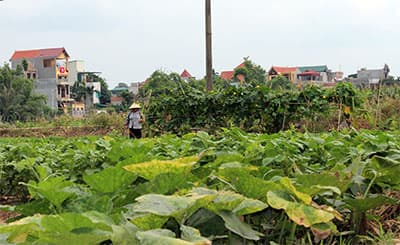 Rau sạch loay hoay tìm đầu ra