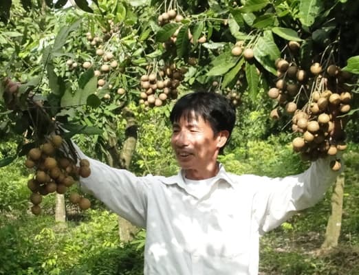 Phát triển đặc sản nhãn lồng chín muộn