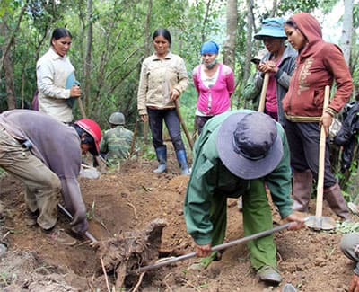 Gia Lai: Hàng trăm người dân vào rừng tìm gỗ huỳnh đàn