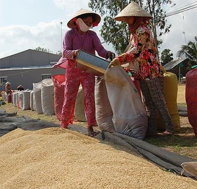 Vì sao giá gạo Việt lại "thua" gạo Thái