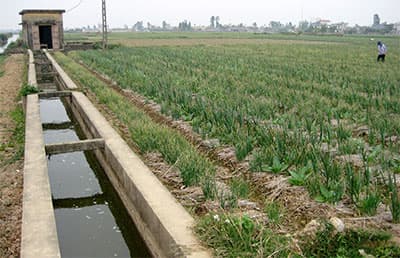 Thái Thụy vào Xuân