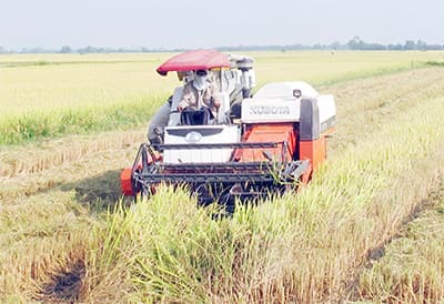 Hướng đến sản xuất, tiêu thụ lúa, gạo bền vững