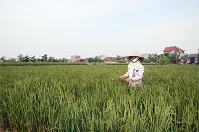 Lúa tái sinh và bài toán mô hình sản xuất