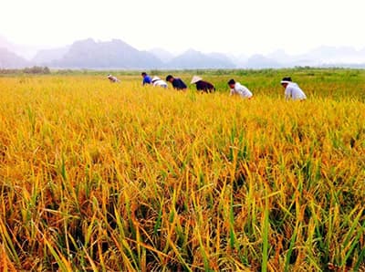 Mùa gặt nước rút ven hồ Thác Bà