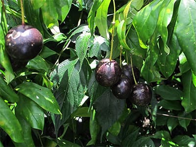 Cảnh giác với một số quả rừng