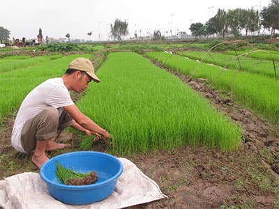Đông Hội vào vụ chiêm xuân