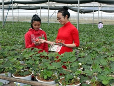 Hấp dẫn Lâm Đồng
