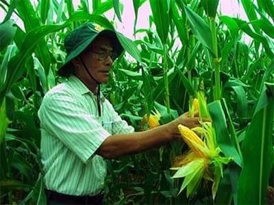"Thực mục sở thị" ngô biến đổi gen