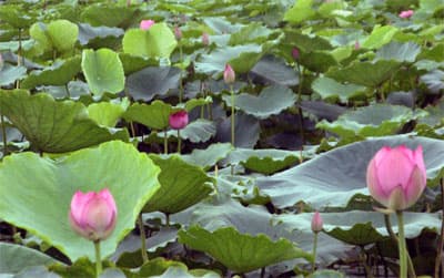 Lung linh sen Hồ Tây