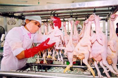 Đẩy nhanh tiến độ các dự án giết mổ gia súc, gia cầm tập trung