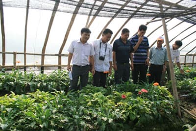 FAO hỗ trợ kỹ thuật cho ngành hoa Việt Nam