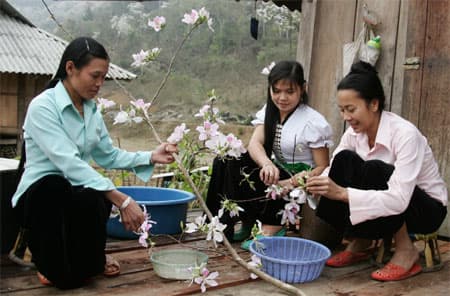 Hoa ban Tây Bắc