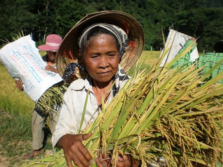 Hạt thóc của bà