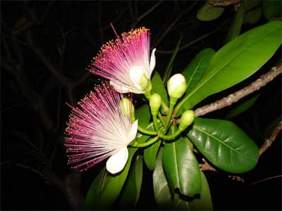 Trường Sa xanh