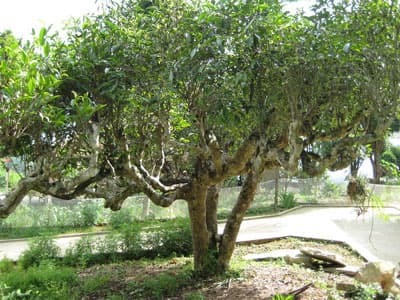 Hàng trăm cây chè cổ thụ Suối Giàng bị mối tàn phá