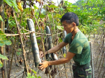 Mùa bí đao trên tuyến đảo Đông Bắc