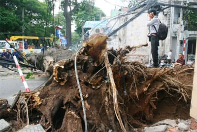 Cây cổ thụ bật gốc gây mất điện nhiều giờ liền