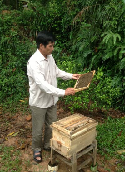 Thoát nghèo nhờ nuôi ong lấy mật