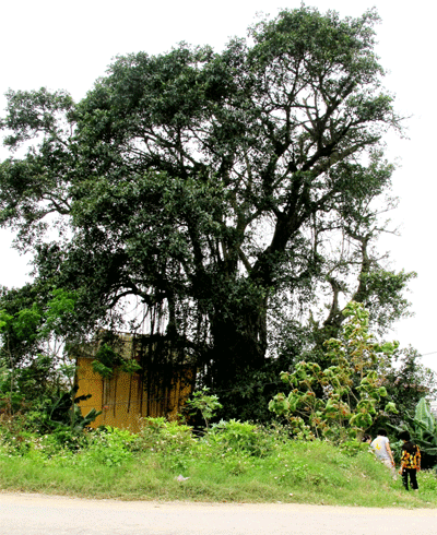 Cây đa Phượng Đông
