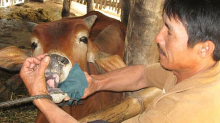 Cơ bản khống chế được dịch lở mồm long móng