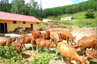 Phát triển chăn nuôi theo hướng thâm canh, quy mô lớn