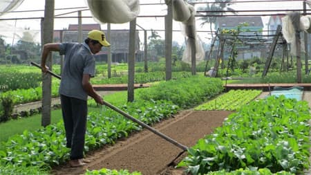 Làng rau Trà Quế rộn ràng vào vụ giáp Tết