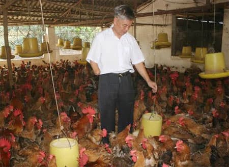 "Ông Ngô ấp trứng"