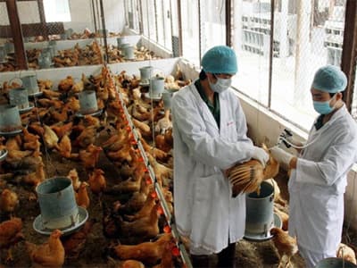 Phú Yên: Khẩn cấp chống dịch cúm gia cầm H5N1