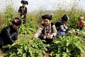 Cần bảo tồn những bài thuốc và cây dược liệu quý ở Cao Bằng