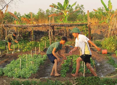 Rau xanh trên đất khô cằn