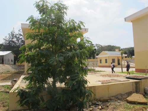 Cây so đũa ở Hòn Khoai