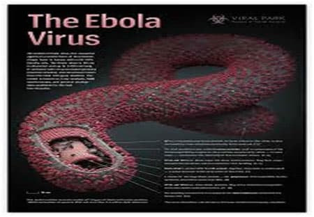 Châu Mỹ thông qua kế hoạch hành động phòng, chống Ebola