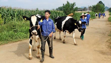 Hơn 60 hộ chăn nuôi bò sữa thi “Hoa hậu bò sữa Mộc Châu”